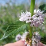 Мята полевая — общий вид (Mentha arvensis)