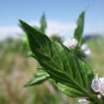 Мята полевая — общий вид (Mentha arvensis)