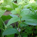 Мята полевая — общий вид (Mentha arvensis)