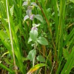 Мята полевая (Mentha arvensis)