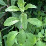 Мята полевая (Mentha arvensis)
