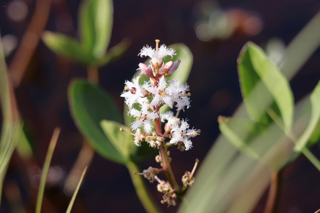 Вахта трёхлистная — общий вид (Menyanthes trifoliata)