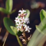 Вахта трёхлистная — общий вид (Menyanthes trifoliata)
