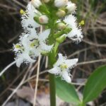 Вахта трёхлистная (Menyanthes trifoliata)