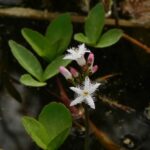 Вахта трёхлистная (Menyanthes trifoliata)