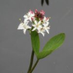 Вахта трёхлистная (Menyanthes trifoliata)
