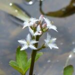 Вахта трёхлистная (Menyanthes trifoliata)
