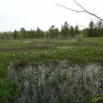 Вахта трёхлистная (Menyanthes trifoliata)