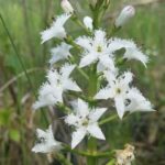 Вахта трёхлистная (Menyanthes trifoliata)