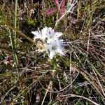 Вахта трёхлистная (Menyanthes trifoliata)