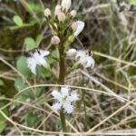 Вахта трёхлистная (Menyanthes trifoliata)