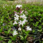 Вахта трёхлистная (Menyanthes trifoliata)