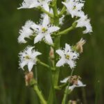 Вахта трёхлистная (Menyanthes trifoliata)