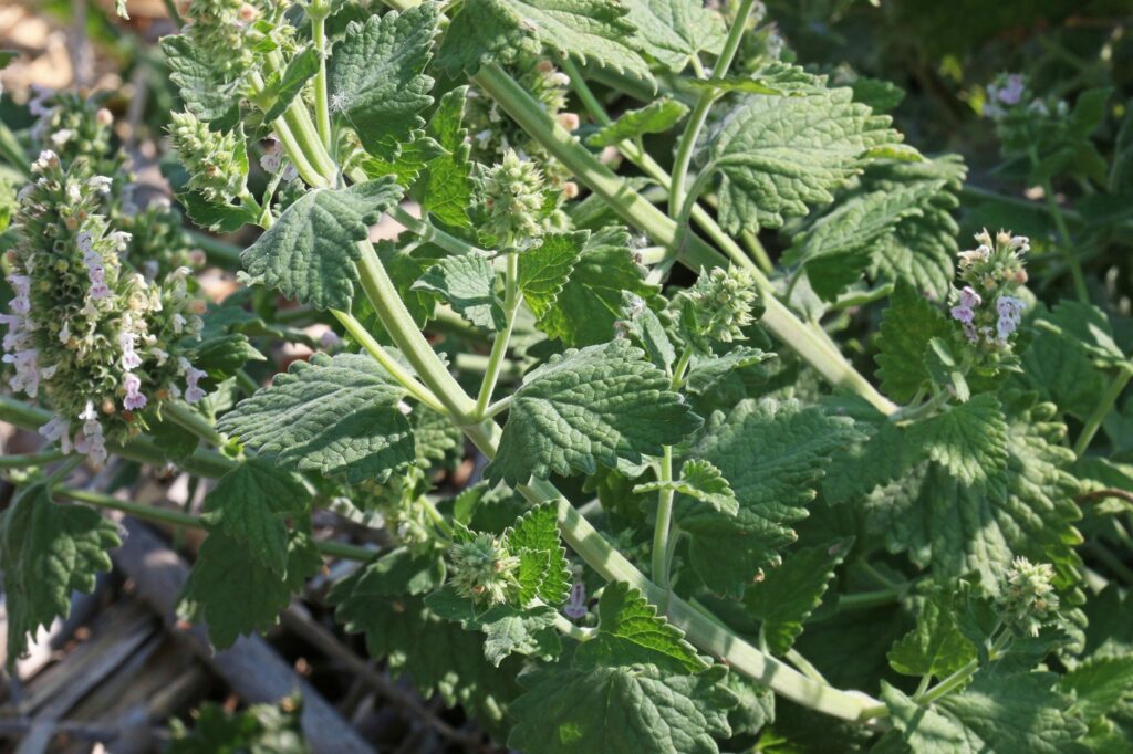 Кошачья мята — общий вид (Nepeta cataria)