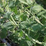 Кошачья мята — общий вид (Nepeta cataria)