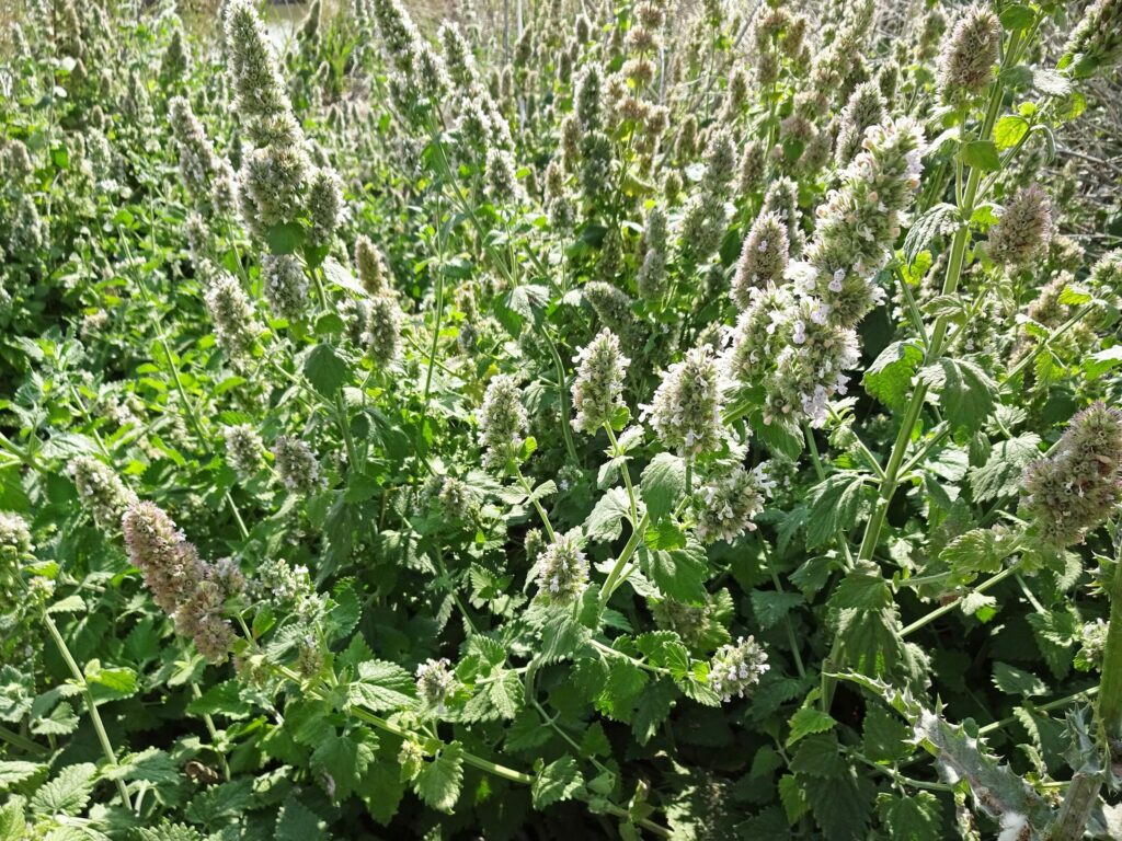 Кошачья мята — общий вид (Nepeta cataria)