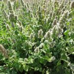 Кошачья мята — общий вид (Nepeta cataria)