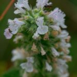 Кошачья мята — общий вид (Nepeta cataria)