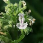 Кошачья мята (Nepeta cataria)