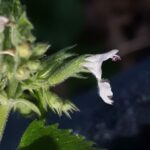 Кошачья мята (Nepeta cataria)