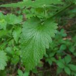 Кошачья мята (Nepeta cataria)