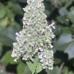 Кошачья мята (Nepeta cataria)
