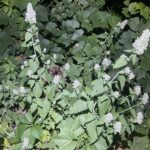 Кошачья мята (Nepeta cataria)