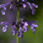 Котовник сибирский — цветки (Nepeta sibirica)
