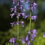 Котовник сибирский — цветки (Nepeta sibirica)