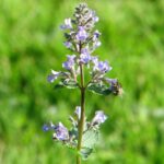 Котовник сибирский — цветки (Nepeta sibirica)