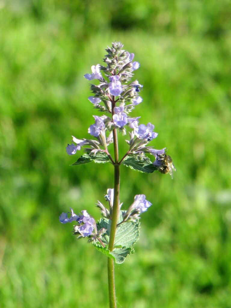 Котовник сибирский — цветки (Nepeta sibirica)