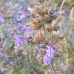 Котовник сибирский (Nepeta sibirica)