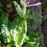 Котовник сибирский (Nepeta sibirica)