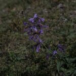 Котовник сибирский (Nepeta sibirica)