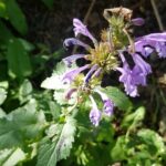Котовник сибирский (Nepeta sibirica)