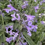 Котовник сибирский (Nepeta sibirica)