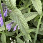 Котовник сибирский (Nepeta sibirica)