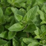 Душица обыкновенная — общий вид (Origanum vulgare)
