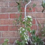 Душица обыкновенная — цветки (Origanum vulgare)