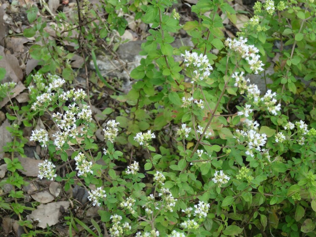 Душица обыкновенная — общий вид (Origanum vulgare)