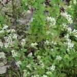 Душица обыкновенная — общий вид (Origanum vulgare)