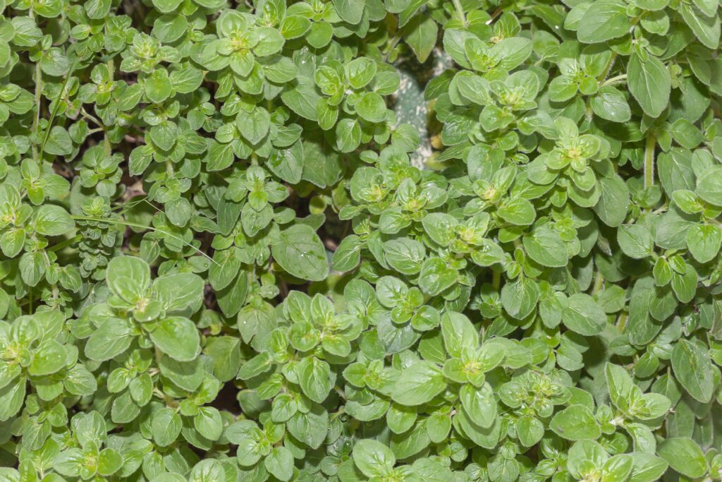 Душица обыкновенная — общий вид (Origanum vulgare)