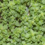 Душица обыкновенная — общий вид (Origanum vulgare)