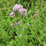 Душица обыкновенная — общий вид (Origanum vulgare)