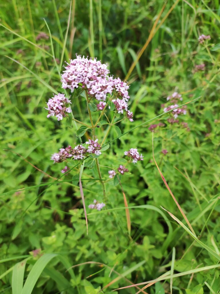 Душица обыкновенная — общий вид (Origanum vulgare)