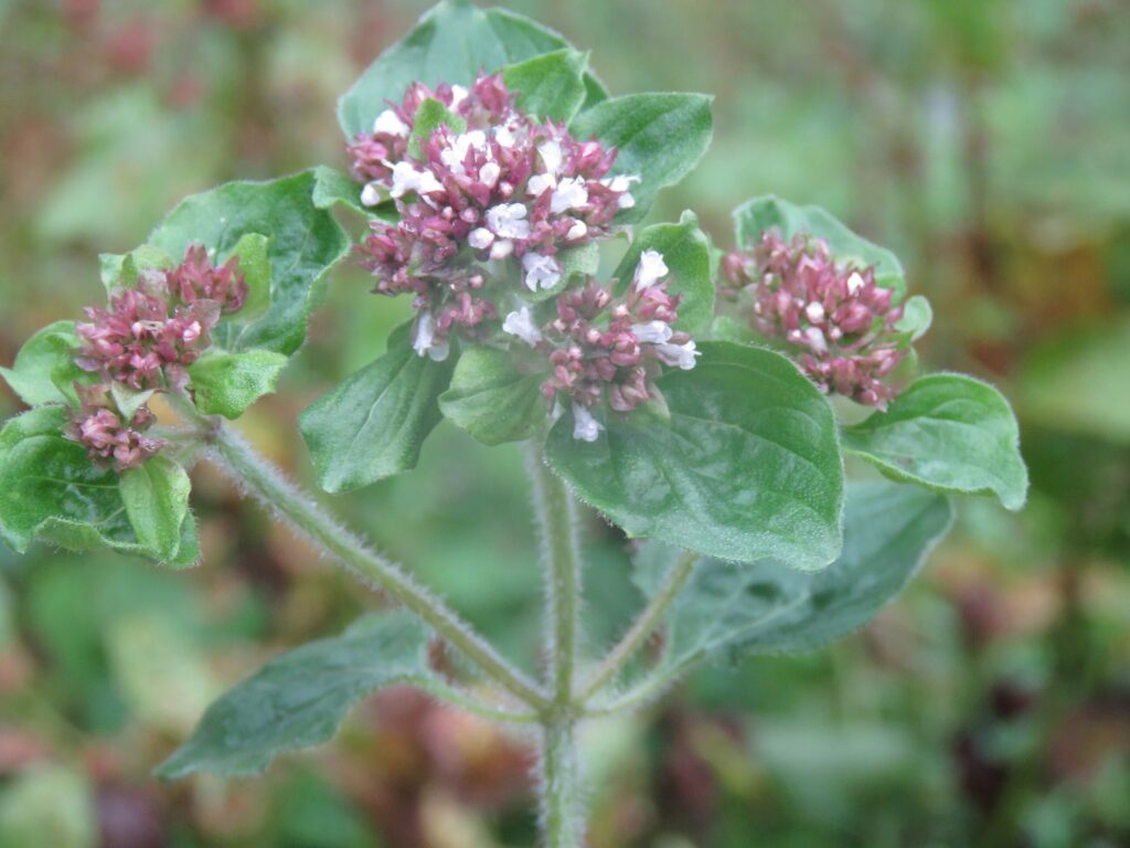 Душица обыкновенная — цветки (Origanum vulgare)