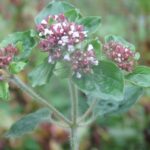 Душица обыкновенная — цветки (Origanum vulgare)