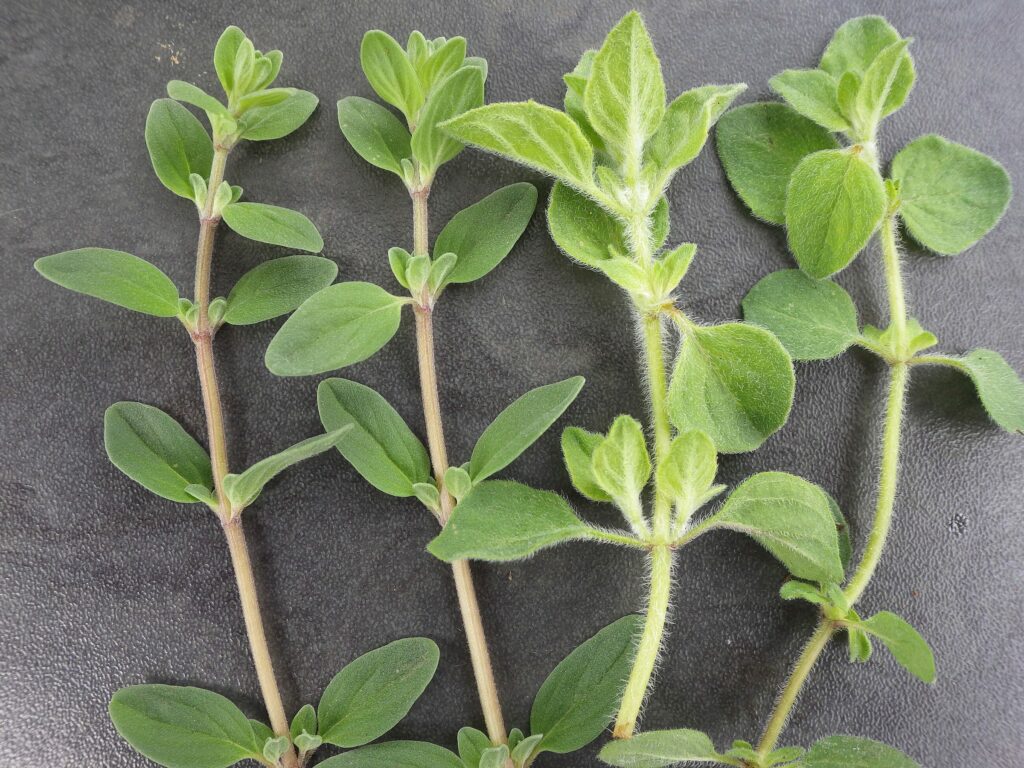 Душица обыкновенная — общий вид (Origanum vulgare)
