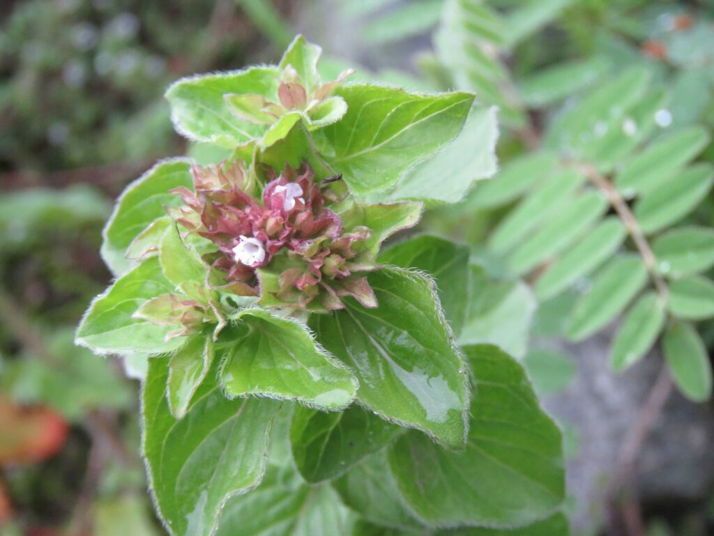 Душица обыкновенная — цветки (Origanum vulgare)