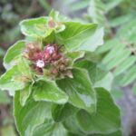 Душица обыкновенная — цветки (Origanum vulgare)